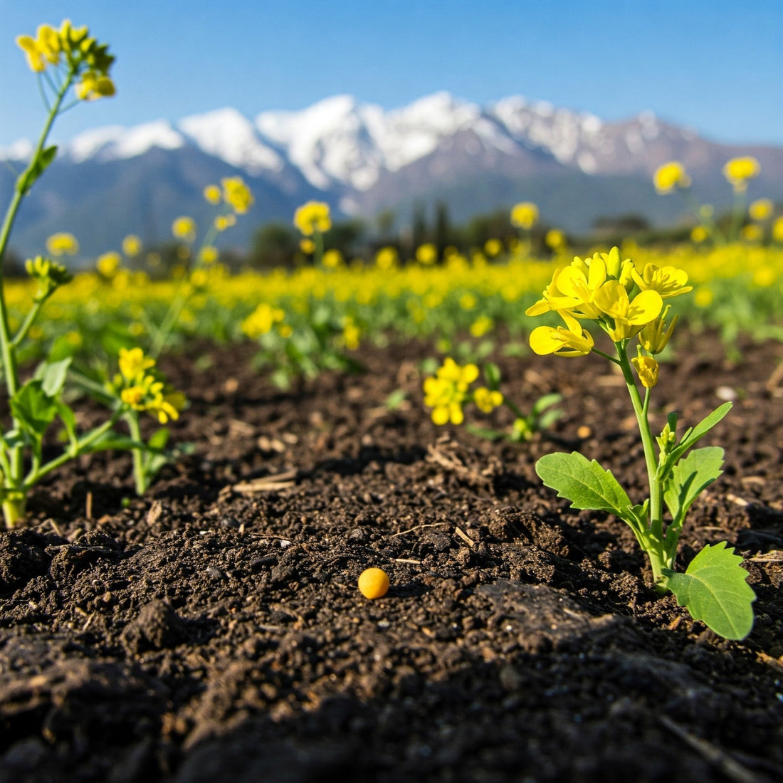 How BIG is your faith?  Is it as big as a mustard seed?
